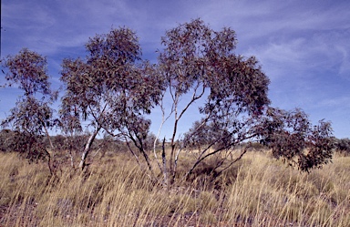 APII jpeg image of Eucalyptus zygophylla  © contact APII