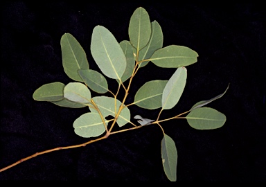 APII jpeg image of Eucalyptus brachyandra  © contact APII