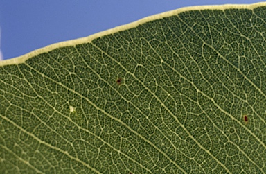 APII jpeg image of Corymbia byrnesii  © contact APII