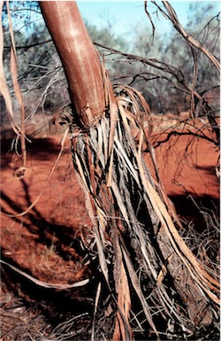 APII jpeg image of Eucalyptus formanii  © contact APII