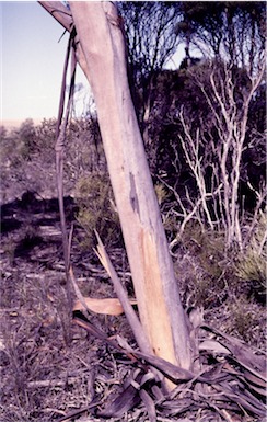 APII jpeg image of Eucalyptus forrestiana  © contact APII