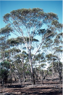 APII jpeg image of Eucalyptus fraseri subsp. melanobasis  © contact APII