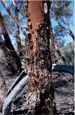 APII jpeg image of Eucalyptus glomerosa  © contact APII