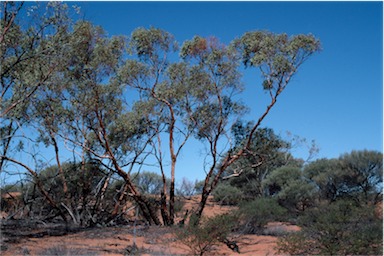 APII jpeg image of Eucalyptus glomerosa  © contact APII