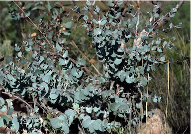 APII jpeg image of Eucalyptus goniocalyx subsp. exposa  © contact APII