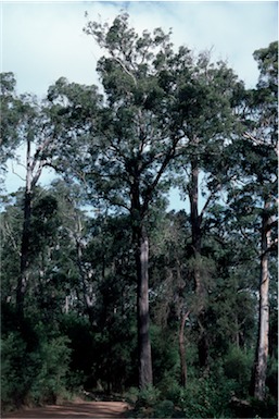 APII jpeg image of Eucalyptus guilfoylei  © contact APII