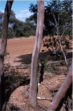 APII jpeg image of Eucalyptus kessellii  © contact APII