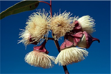 APII jpeg image of Eucalyptus kingsmillii  © contact APII