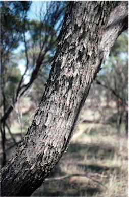 APII jpeg image of Eucalyptus kochii subsp. kochii  © contact APII