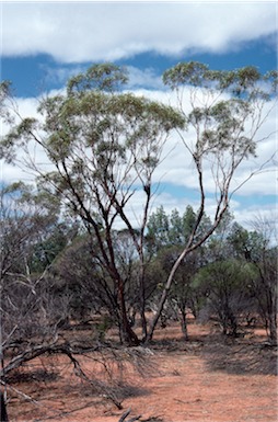 APII jpeg image of Eucalyptus kochii subsp. plenissima  © contact APII