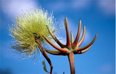 APII jpeg image of Eucalyptus lehmannii  © contact APII