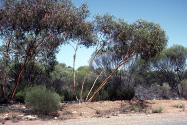 APII jpeg image of Eucalyptus loxophleba subsp. lissophloia  © contact APII