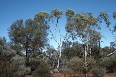 APII jpeg image of Eucalyptus lucasii  © contact APII