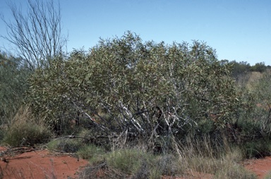 APII jpeg image of Eucalyptus leptopoda subsp. elevata  © contact APII