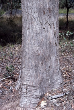 APII jpeg image of Eucalyptus andrewsii  © contact APII