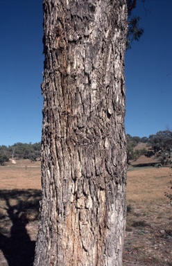 APII jpeg image of Eucalyptus bridgesiana  © contact APII