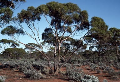 APII jpeg image of Eucalyptus oleosa subsp. oleosa  © contact APII