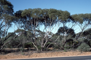 APII jpeg image of Eucalyptus mannensis subsp. vespertina  © contact APII