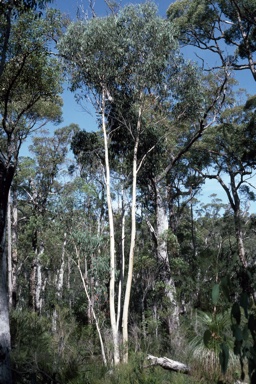 APII jpeg image of Eucalyptus megacarpa  © contact APII