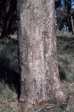 APII jpeg image of Eucalyptus microcarpa  © contact APII