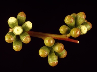 APII jpeg image of Eucalyptus micranthera  © contact APII