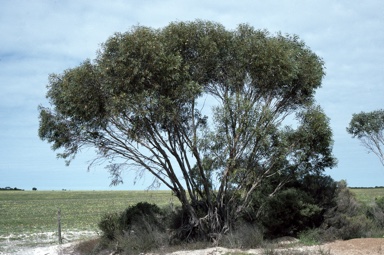 APII jpeg image of Eucalyptus micranthera  © contact APII