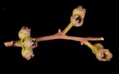 APII jpeg image of Eucalyptus morrisii  © contact APII