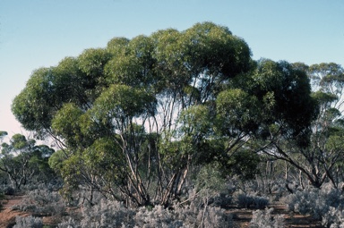 APII jpeg image of Eucalyptus oleosa subsp. oleosa  © contact APII