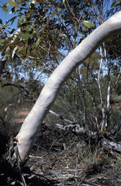 APII jpeg image of Eucalyptus oleosa subsp. oleosa  © contact APII