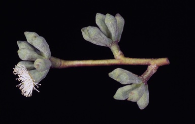 APII jpeg image of Eucalyptus olsenii  © contact APII