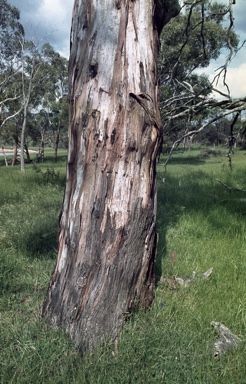 APII jpeg image of Eucalyptus ovata  © contact APII