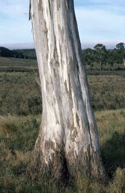 APII jpeg image of Eucalyptus pauciflora subsp. pauciflora  © contact APII