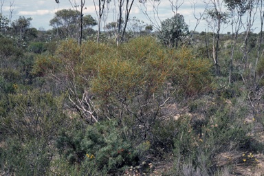 APII jpeg image of Eucalyptus perangusta  © contact APII