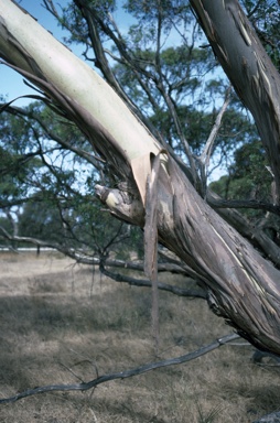 APII jpeg image of Eucalyptus petiolaris  © contact APII