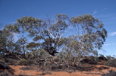 APII jpeg image of Eucalyptus eremicola subsp. peeneri  © contact APII