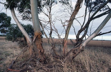 APII jpeg image of Eucalyptus phenax  © contact APII