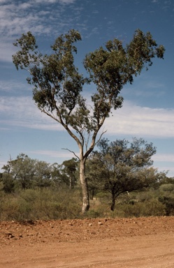 APII jpeg image of Eucalyptus populnea  © contact APII