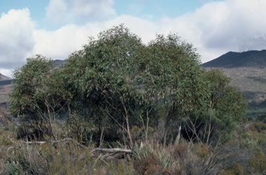 APII jpeg image of Eucalyptus porosa  © contact APII