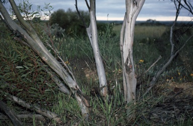 APII jpeg image of Eucalyptus rigidula  © contact APII