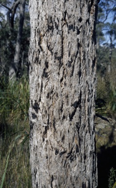 APII jpeg image of Eucalyptus scias subsp. apoda  © contact APII