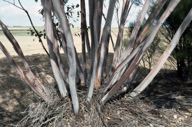 APII jpeg image of Eucalyptus stowardii  © contact APII