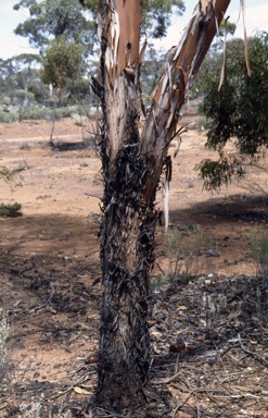 APII jpeg image of Eucalyptus stricklandii  © contact APII