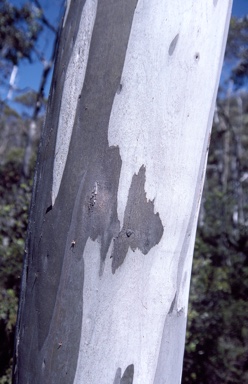 APII jpeg image of Eucalyptus urnigera  © contact APII