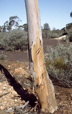 APII jpeg image of Eucalyptus transcontinentalis  © contact APII