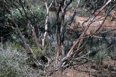 APII jpeg image of Eucalyptus vegrandis  © contact APII