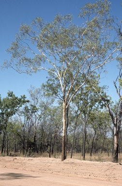 APII jpeg image of Eucalyptus chartaboma  © contact APII