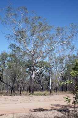 APII jpeg image of Eucalyptus chartaboma  © contact APII