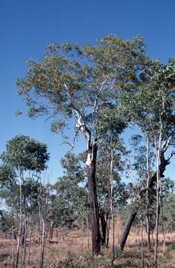 APII jpeg image of Eucalyptus miniata  © contact APII