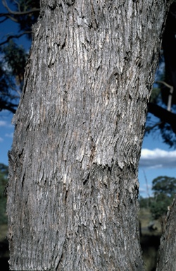 APII jpeg image of Eucalyptus terrica  © contact APII