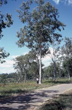 APII jpeg image of Eucalyptus alba  © contact APII